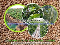 Cung cấp hạt giống củ sắn (củ đậu) Cung cấp hạt giống củ sắn (củ đậu)