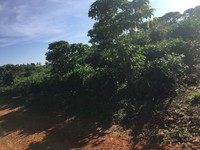 Gần khu dân cư Diện tích 22x200m nở hậu 10m. Gần khu dân cư Diện tích 22x200m nở hậu 10m.