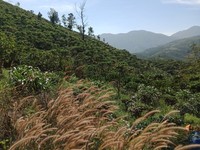 Bán gấp lô đất mặt tiền blao xê rê Đại Lào-Bảo Lộc-Lâm Đồng, Bán gấp lô đất mặt tiền blao xê rê Đại Lào-Bảo Lộc-Lâm Đồng,