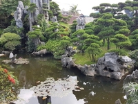 Cây cảnh - Cây xanh - Cây công trình Cây cảnh - Cây xanh - Cây công trình