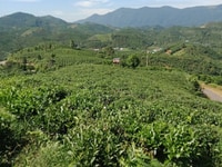 Bán đất sốt Bảo Lộc-LĐ thế thượng phong view đẹp thoáng mát Bán đất sốt Bảo Lộc-LĐ thế thượng phong view đẹp thoáng mát