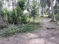 cần bán mảnh đất ngay ấp Thạnh Thới-xã Vĩnh Hựu,H.GCT TG cần bán mảnh đất ngay ấp Thạnh Thới-xã Vĩnh Hựu,H.GCT TG