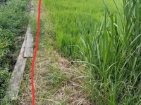 Cần bán mảnh đất ấp Thạnh Lạc xã Đồng Thạnh Huyện Gò Công Tây Cần bán mảnh đất ấp Thạnh Lạc xã Đồng Thạnh Huyện Gò Công Tây