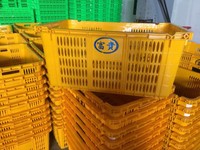 Ky đựng thanh long - rổ đựng thanh long giá rẻ Ky đựng thanh long - rổ đựng thanh long giá rẻ