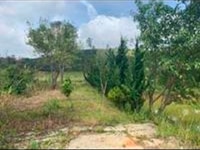 Chính chủ bán 3 lô đất vị trí đẹp giá rẻ ở huyện lạc Dương, Lâm đồng Chính chủ bán 3 lô đất vị trí đẹp giá rẻ ở huyện lạc Dương, Lâm đồng