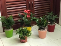 Chậu hoa sứ sale 19.000/ 1 chậu - đủ màu sắc Chậu hoa sứ sale 19.000/ 1 chậu - đủ màu sắc