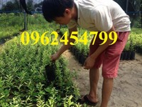 Chuyên cung cấp cây đàn hương, giống đàn hương đỏ, đàn hương trắng Chuyên cung cấp cây đàn hương, giống đàn hương đỏ, đàn hương trắng