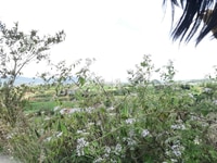 ''Bán Đất Sào Bồng Lai –Hiệp Thạnh-Đức Trọng-LĐ. DT:5000m2 ''Bán Đất Sào Bồng Lai –Hiệp Thạnh-Đức Trọng-LĐ. DT:5000m2