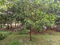 Bán đất sơn đông sơn tây hà nội giá 1.1 tỷ Bán đất sơn đông sơn tây hà nội giá 1.1 tỷ
