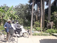 Chính chủ cần bán gấp lô đất Thủy Xuân Tiên giá rẻ bất ngở Chính chủ cần bán gấp lô đất Thủy Xuân Tiên giá rẻ bất ngở