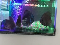 Cần người giúp việc nhà hiền lành trung thực Cần người giúp việc nhà hiền lành trung thực