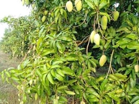 Chuyển nơi ở cần bán 3,4ha đất trồng xoài, giá 3.7ti TL Chuyển nơi ở cần bán 3,4ha đất trồng xoài, giá 3.7ti TL