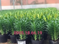cung cấp sỉ và lẻ các loại hoa ly ngày tết cung cấp sỉ và lẻ các loại hoa ly ngày tết