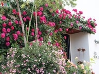 Bán nền đường KDC Điện Lực, 112,5m², Đông Nam, 3 tỷ Bán nền đường KDC Điện Lực, 112,5m², Đông Nam, 3 tỷ