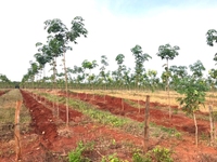 Bán 2,4hecta vườn cao su đẹp trồng năm thứ nhất.(1.2 tỷ) Bán 2,4hecta vườn cao su đẹp trồng năm thứ nhất.(1.2 tỷ)