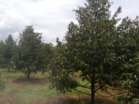 Bán 8000m2 trồng cây Sầu Riêng đường vào 5m tại Xuân Quế, Cẩm Mỹ. Bán 8000m2 trồng cây Sầu Riêng đường vào 5m tại Xuân Quế, Cẩm Mỹ.