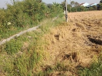 Cần bán 1400m2 đất nông nghiệp, xã Thạnh Trị,Gò Công tây,TG Cần bán 1400m2 đất nông nghiệp, xã Thạnh Trị,Gò Công tây,TG