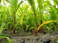 Tuyển gấp nam nữ bảo vệ kiểm soát ra,giám sát an ninh chung cư caocấp Tuyển gấp nam nữ bảo vệ kiểm soát ra,giám sát an ninh chung cư caocấp