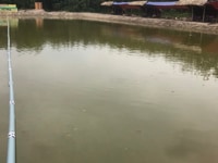 Chính chủ cần sang nhượng gấp hồ câu cá giải trí, hiện đang KD tốt. Chính chủ cần sang nhượng gấp hồ câu cá giải trí, hiện đang KD tốt.