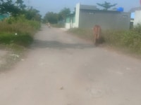 Bán đất đường số 12 đi vào, gần Kcn Tân Hương và QL1A Bán đất đường số 12 đi vào, gần Kcn Tân Hương và QL1A