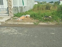 Đất thổ mặt tiền rộng Sau Sân Vận Động P2 Vĩnh Long Đất thổ mặt tiền rộng Sau Sân Vận Động P2 Vĩnh Long