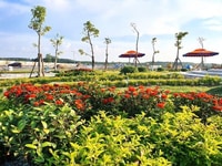 Đất Nền TTHC Bàu Bàng, Bình Dương Mặt Tiền QL13 Giá 565Tr/Nền Đất Nền TTHC Bàu Bàng, Bình Dương Mặt Tiền QL13 Giá 565Tr/Nền