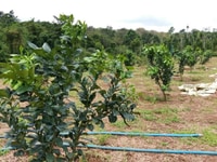 Cần chuyển nhượng lại 10 sào đất đang trồng bưởi Cần chuyển nhượng lại 10 sào đất đang trồng bưởi