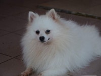 Nhận phối giống chó phốc sóc (Pomeranian) Nhận phối giống chó phốc sóc (Pomeranian)