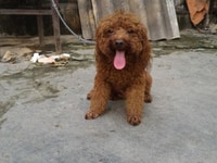 Nhận phối giống chó Poodle các mầu Nhận phối giống chó Poodle các mầu