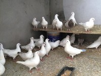 Chim bồ câu giống Pháp chất lượng tốt Chim bồ câu giống Pháp chất lượng tốt