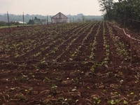 Bán Nhà & Đất tại Bồng Lai- Hiệp Thạnh - Đức Trọng- Lâm Đồng Bán Nhà & Đất tại Bồng Lai- Hiệp Thạnh - Đức Trọng- Lâm Đồng