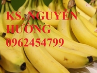 Chuyên cung cấp giống cây chuối tiêu hồng nuôi cấy mô chất lượng cao Chuyên cung cấp giống cây chuối tiêu hồng nuôi cấy mô chất lượng cao