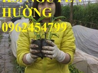 Chuyên cung cấp giống cây chuối tây thái,Chuối tiêu hồng,chuối tây mốc Chuyên cung cấp giống cây chuối tây thái,Chuối tiêu hồng,chuối tây mốc