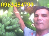 Chuyên cung cấp cây chuối tây (chuối tây mốc, chuối sứ) nuôi cấy mô Chuyên cung cấp cây chuối tây (chuối tây mốc, chuối sứ) nuôi cấy mô
