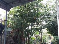Bán nhà mặt tiền, gần bệnh viện 512 bình dương Bán nhà mặt tiền, gần bệnh viện 512 bình dương