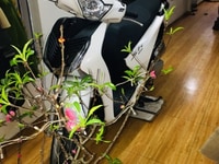 Sh đời mới bán chạy màu trắng tuyết rơi Sh đời mới bán chạy màu trắng tuyết rơi