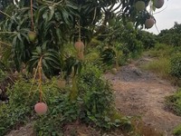 Vườn Xoài Long An Thu Hoạch 7 Tỷ/ Năm, Gần 170,000m Đất, 17 Tỷ. Vườn Xoài Long An Thu Hoạch 7 Tỷ/ Năm, Gần 170,000m Đất, 17 Tỷ.
