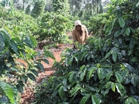 Đất rẫy 1,9ha xã EaHding, Huyện Cumgar,Tỉnh Đaklak Đất rẫy 1,9ha xã EaHding, Huyện Cumgar,Tỉnh Đaklak