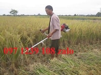 Máy cắt lúa cầm tay Honda GX35, đeo vai, cực thuận tiện cho bà con Máy cắt lúa cầm tay Honda GX35, đeo vai, cực thuận tiện cho bà con