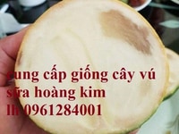 Cung cấp giống cây vú sữa vàng đài loan, vú sữa hoàng kim chất lượng Cung cấp giống cây vú sữa vàng đài loan, vú sữa hoàng kim chất lượng