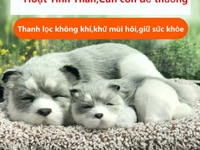 Thú cưng than hoạt tính, khử mùi, hút ẩm siêu dễ thương Thú cưng than hoạt tính, khử mùi, hút ẩm siêu dễ thương