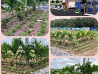 Đất chính chủ.có sổ riêng cho cho từng lô Đất chính chủ.có sổ riêng cho cho từng lô