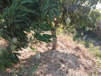 Bán Trang Trại Trồng Xoài Úc, Mai, Sao, Dừa Bán Trang Trại Trồng Xoài Úc, Mai, Sao, Dừa