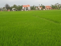 Lô đất đẹp view lúa hẻm oto Lý Thái Tổ cần bán. Lô đất đẹp view lúa hẻm oto Lý Thái Tổ cần bán.