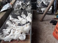 Cung cấp chim bồ câu Thịt cho nhà hàng Tiệc cưới Cung cấp chim bồ câu Thịt cho nhà hàng Tiệc cưới