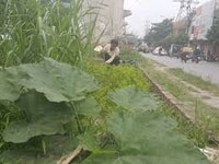 Cho thuê mảnh đất 2000m2 khu cổ nhuế bắc từ liêm Cho thuê mảnh đất 2000m2 khu cổ nhuế bắc từ liêm