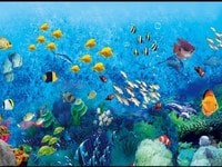 Tranh 3d trang trí phòng tắm- gạch tranh đàn cá đại dương Tranh 3d trang trí phòng tắm- gạch tranh đàn cá đại dương