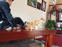 Cần bán gấp bộ chiếu ngựa gỗ Đinh Hương. 160 triệu Cần bán gấp bộ chiếu ngựa gỗ Đinh Hương. 160 triệu
