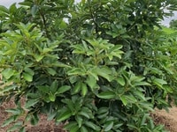 Bán đất sào xã eakao giá đầu tư Bán đất sào xã eakao giá đầu tư