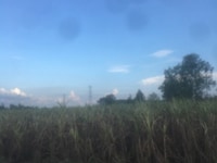 Cây lâu năm vĩnh thanh ô tô gần tới đất Cây lâu năm vĩnh thanh ô tô gần tới đất